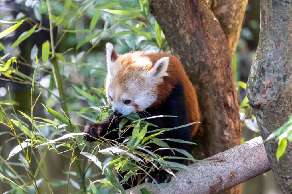 A red panda in a bamboo tree